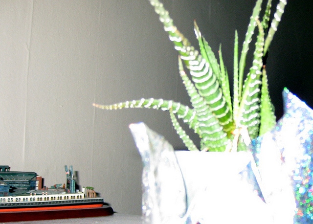 Haworthia fasciata