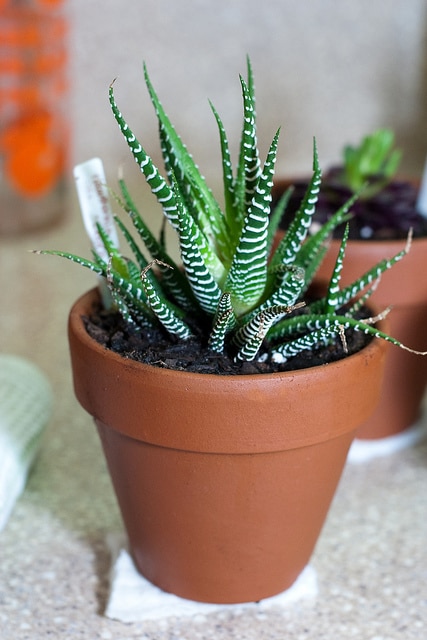 Haworthia fasciata