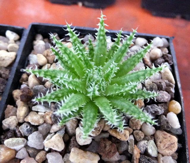 Haworthia herbacea