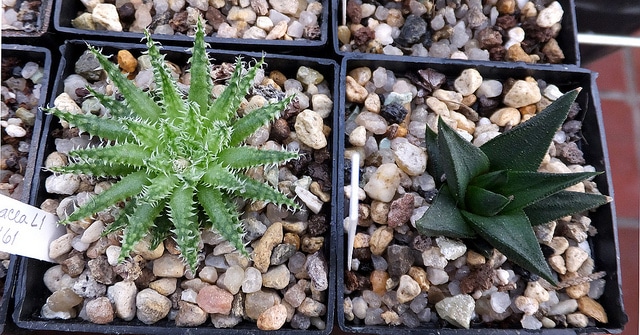 Haworthia herbacea