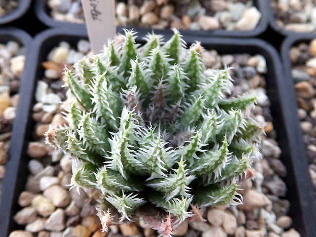 Haworthia herbacea