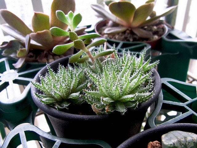 Haworthia herbacea (Haworthia herbacea)