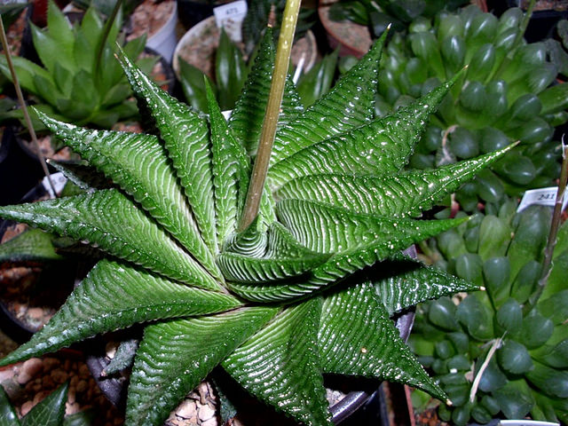 Haworthia limifolia