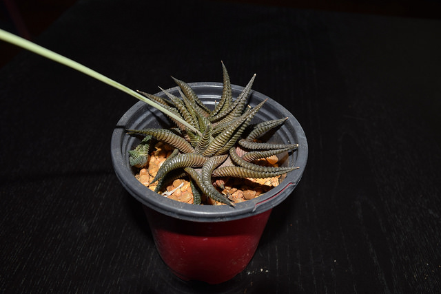 Haworthia limifolia
