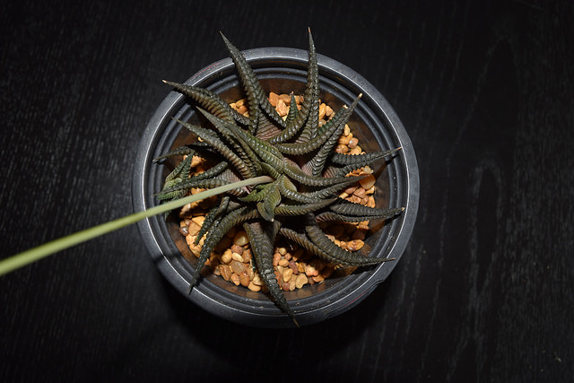 Haworthia limifolia