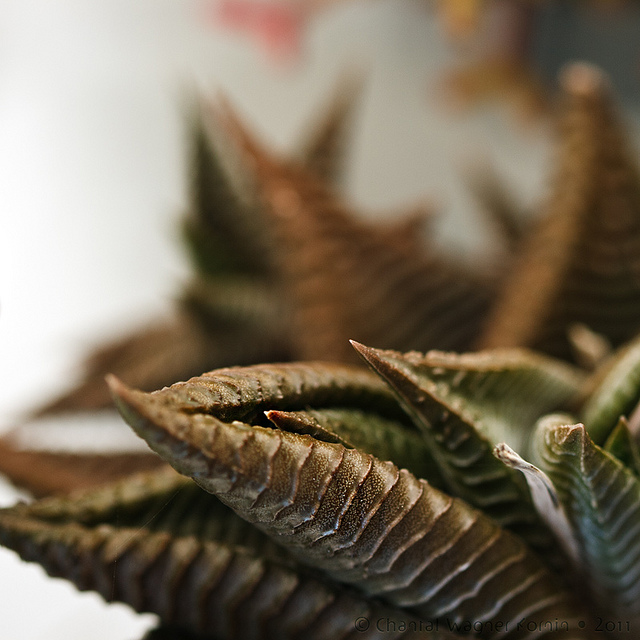Haworthia limifolia
