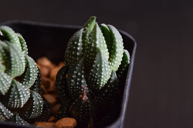 Haworthia reinwardtii (Haworthia reinwardtii)