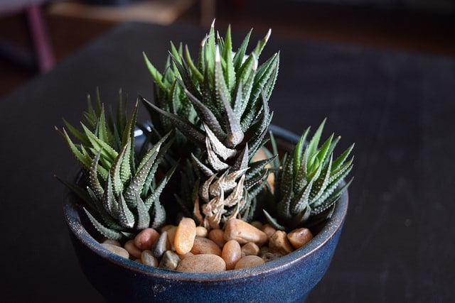 Haworthia reinwardtii
