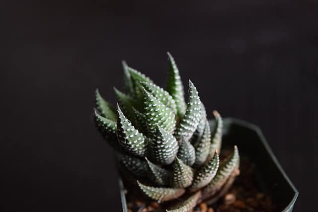 Haworthia reinwardtii