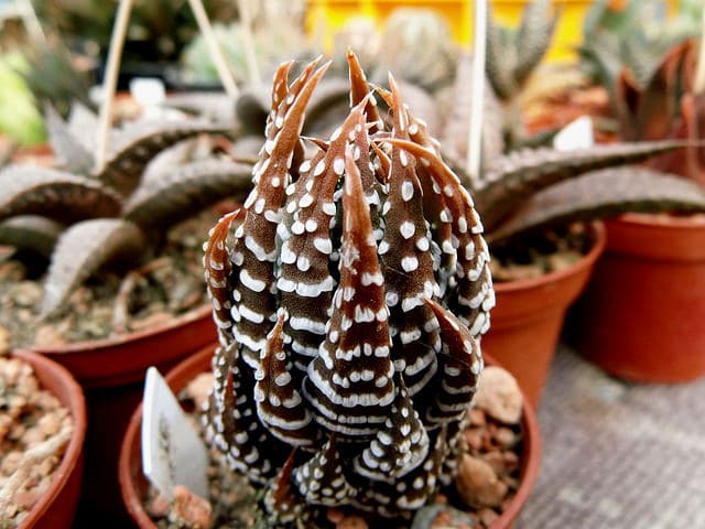 Haworthia reinwardtii