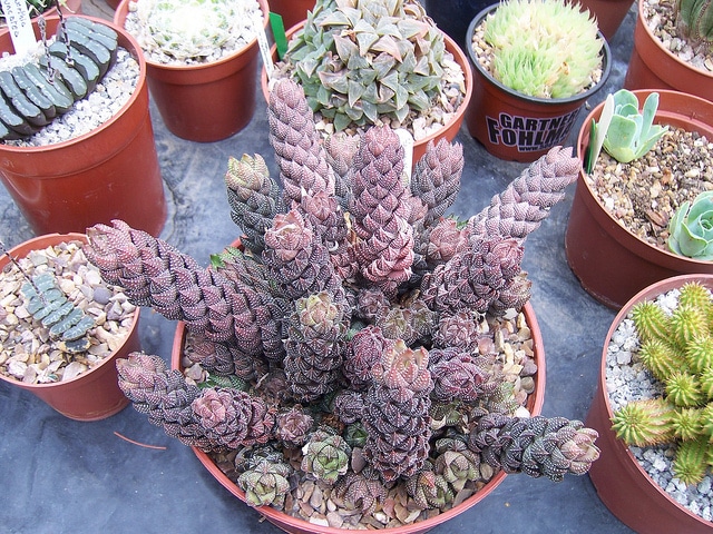 Haworthia reinwardtii