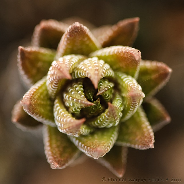 Haworthia reinwardtii