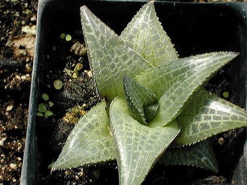 Haworthia retusa (Haworthia retusa)