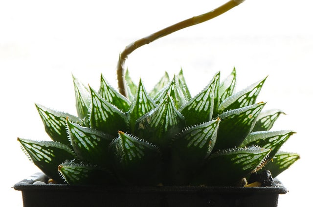 Haworthia retusa