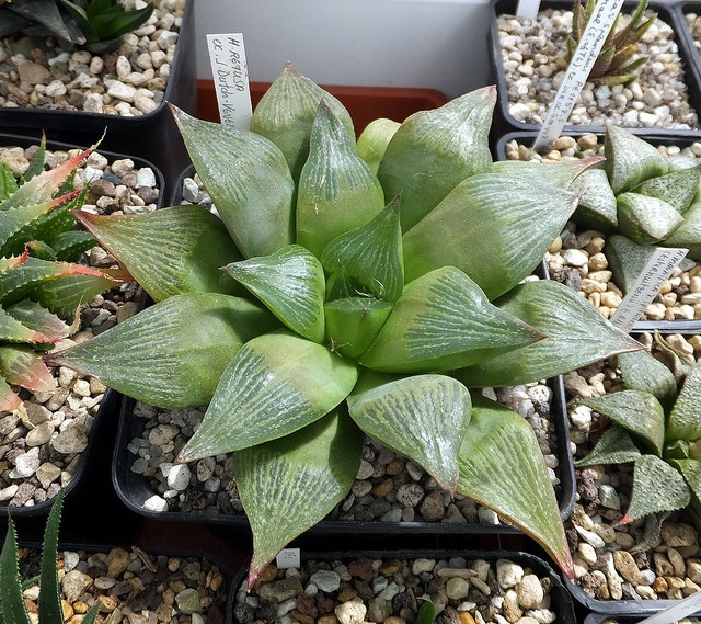 Haworthia retusa