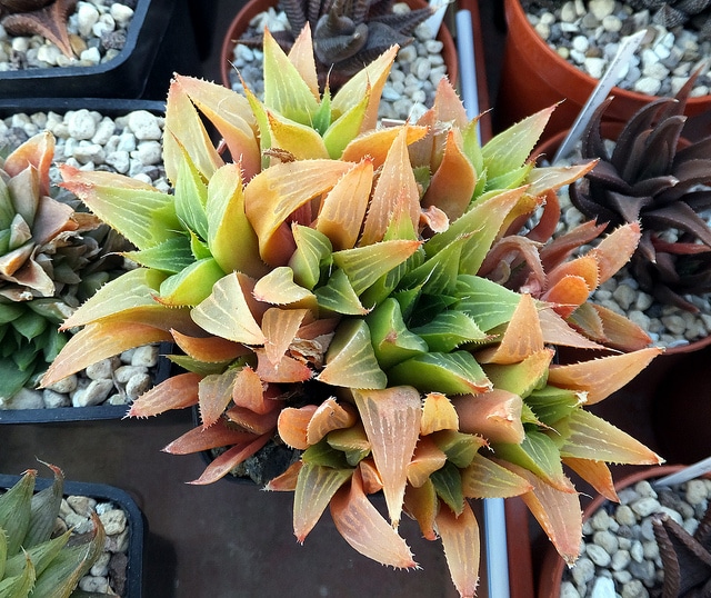 Haworthia retusa