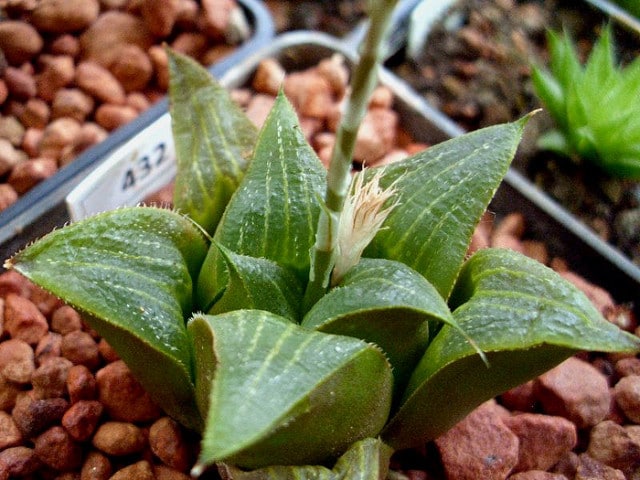 Haworthia retusa