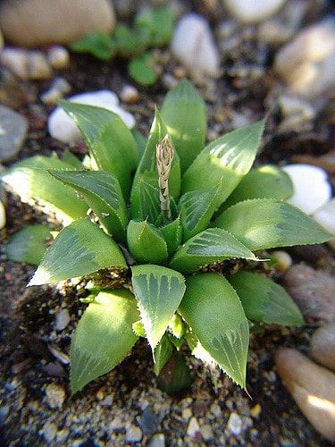Haworthia retusa