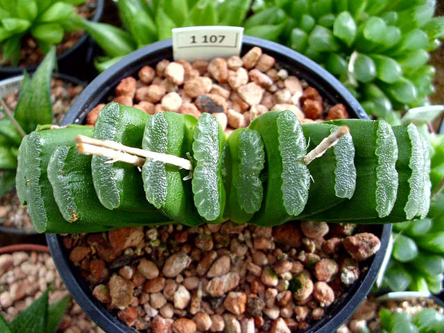 Haworthia truncata
