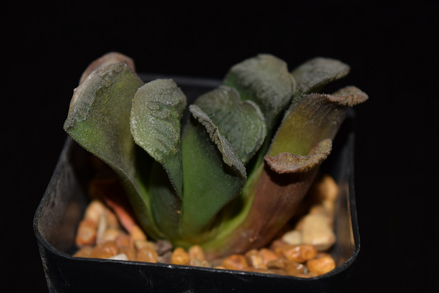 Haworthia truncata
