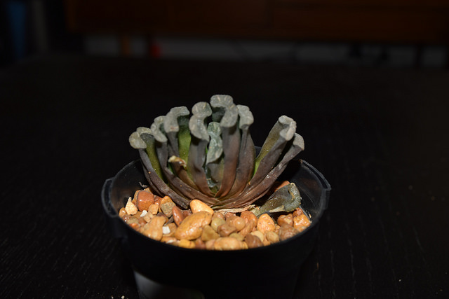 Haworthia truncata