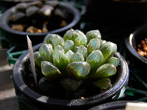 Haworthia truncata