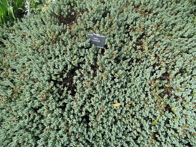 Hebe elliptica