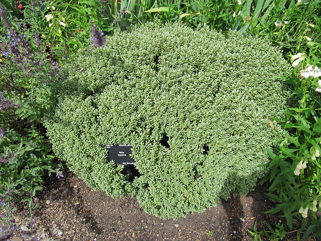 Hebe elliptica
