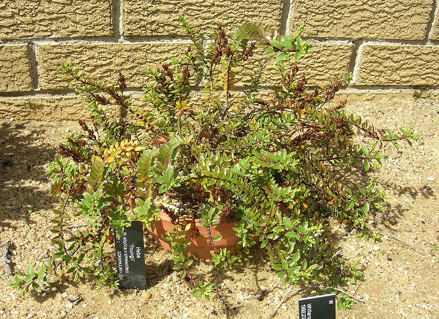Hebe elliptica