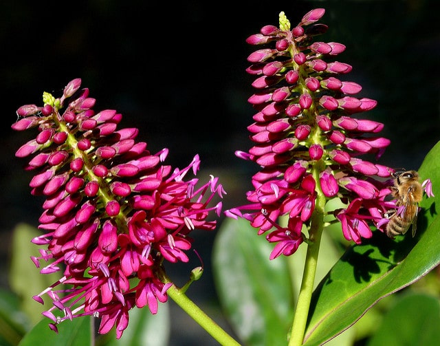Hebe elliptica