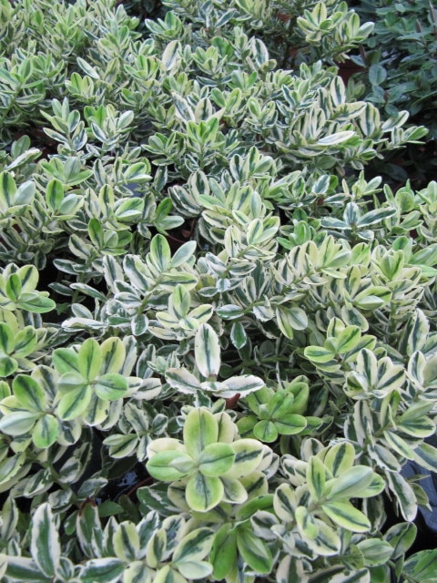 Hebe elliptica