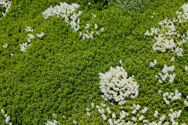 Hébé (Hebe rakaiensis)