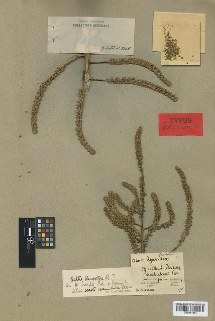 Hechtia galeottii (Hechtia galeottii)