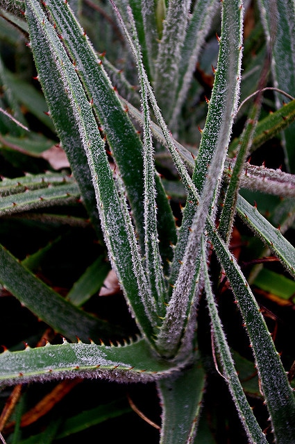 Hechtia marnier-lapostollei (Hechtia marnier-lapostollei)