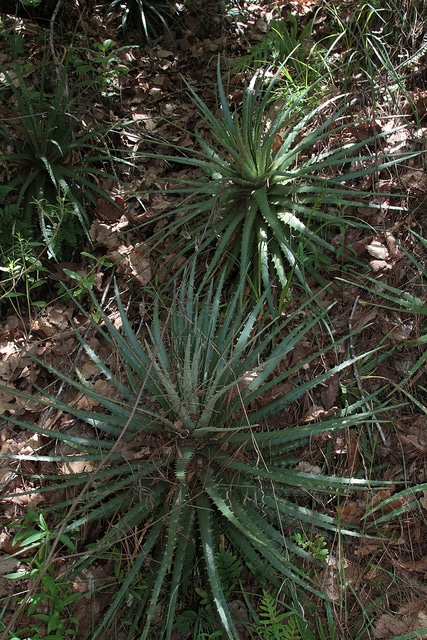 Hechtia podantha