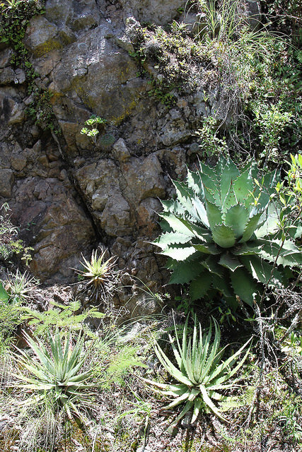 Hechtia podantha