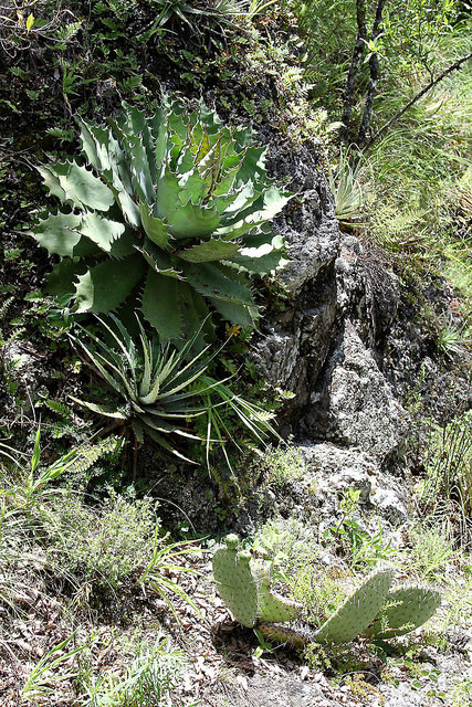 Hechtia podantha
