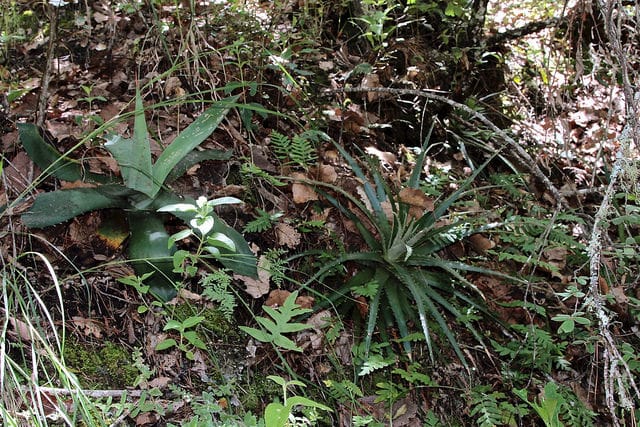 Hechtia podantha (Hechtia podantha)