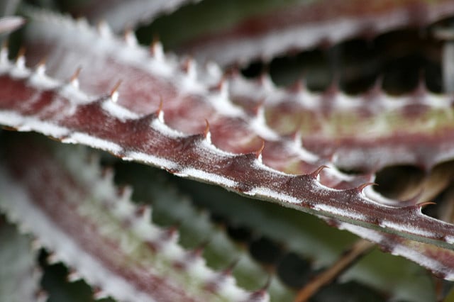 Hechtia rosea (Hechtia rosea)