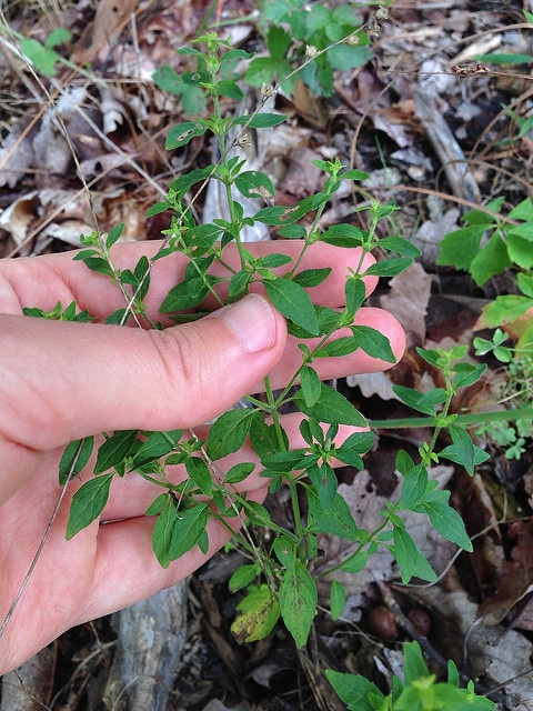 Menthe pouliot américaine