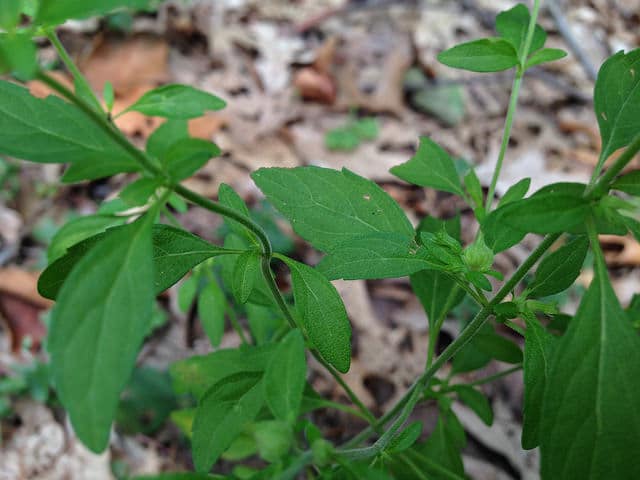 Menthe pouliot américaine