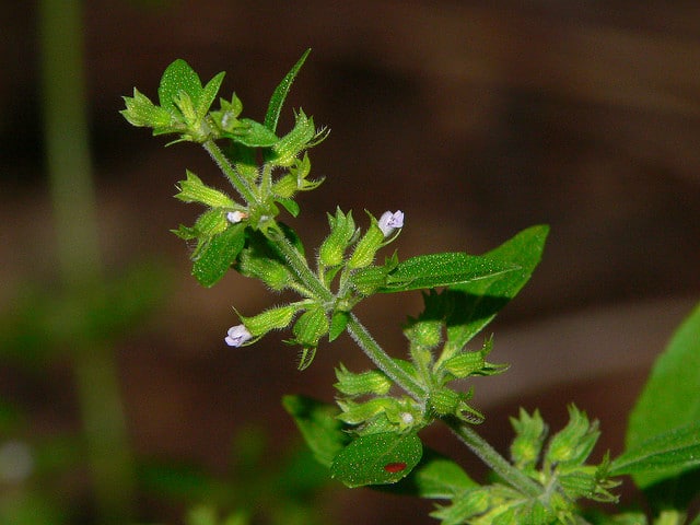 Menthe pouliot américaine