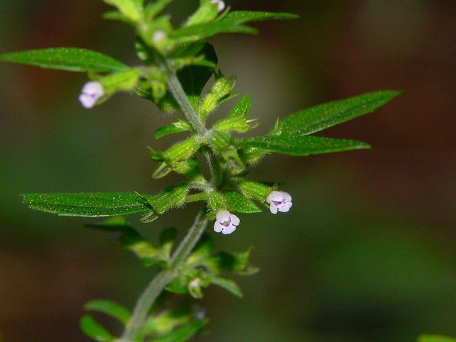 Menthe pouliot américaine (Hedeoma pulegioides)