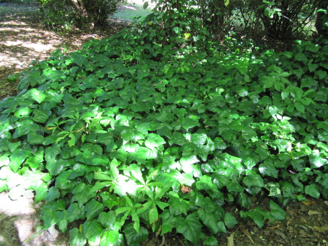 Lierre des canaries (Hedera canariensis)