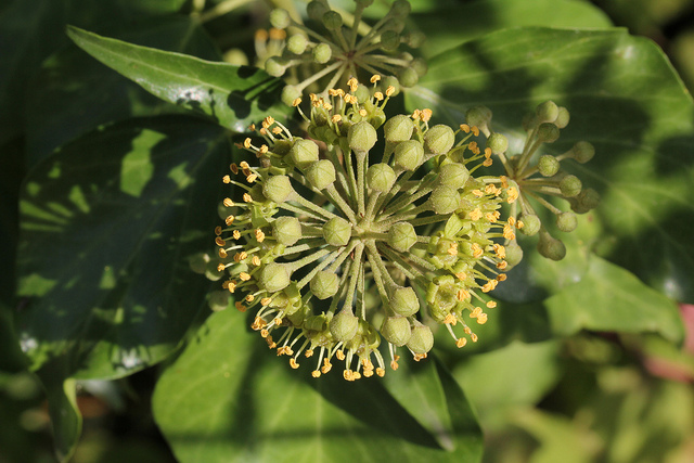 Lierre grimpant (Hedera helix)
