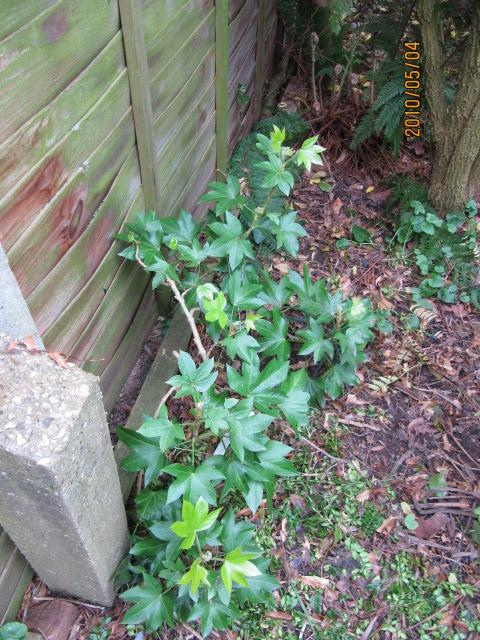 Hedera hibernica