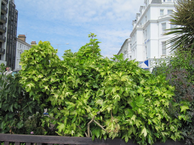 Hedera hibernica