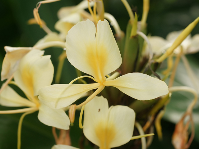 Gingembre sauvage (Hedychium coronarium)
