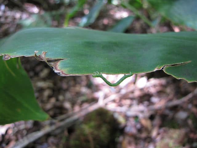 Longose (Hedychium gardnerianum)