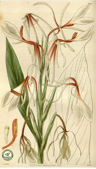 Hedychium spicatum